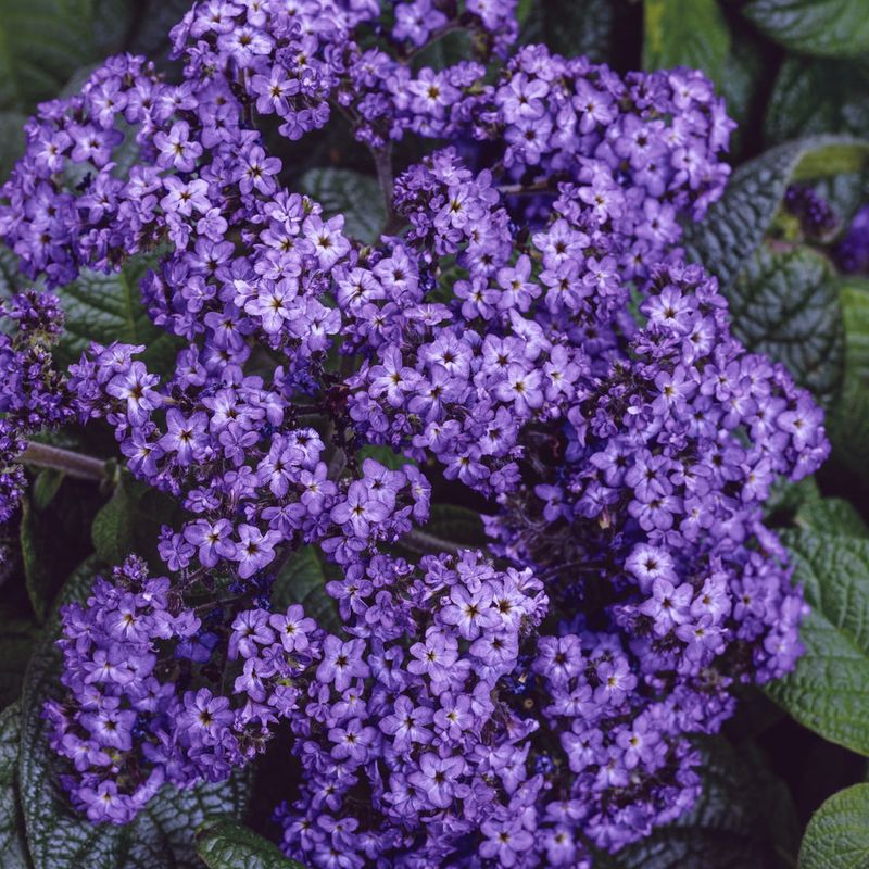 Meet garden heliotrope, the plant behind the cherry-pie nickname