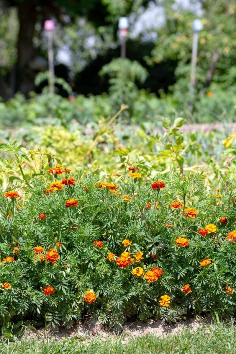 Marigolds