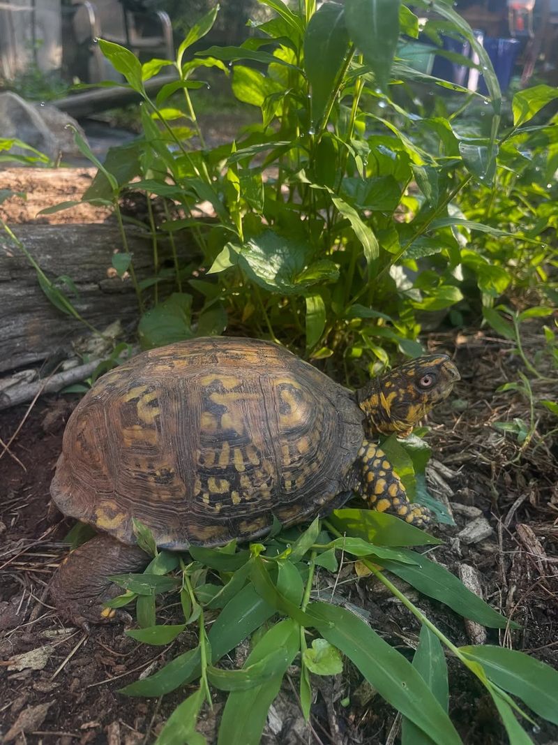 The Safest Response Is to Leave a Healthy Turtle in Place