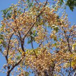 The Toxic Texas Tree In Your Yard Packs More Punch Than A Rattlesnake Bite