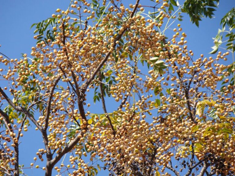 The Toxic Texas Tree In Your Yard Packs More Punch Than A Rattlesnake Bite