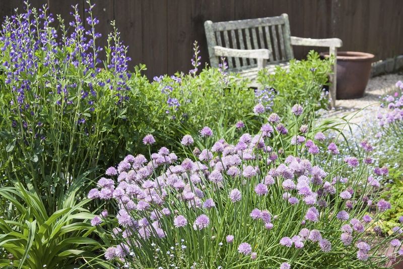 Why Chives Earn Their Spot Right Beside the Crown