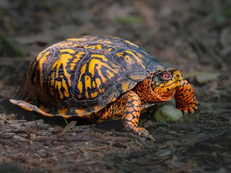 The Visit Points to Connected Habitat, Not Luck