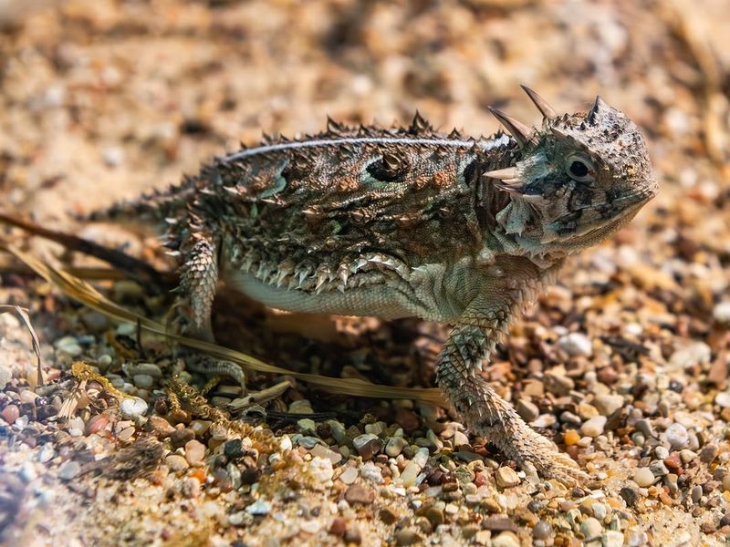 Warm Weather Can Bring a Hidden Lizard Into View