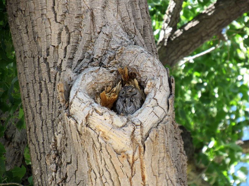 The best owl project may begin with habitat, not hardware