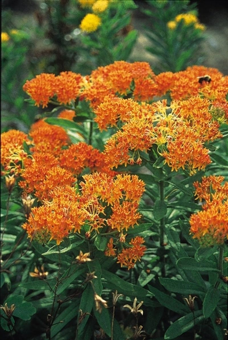 The butterfly-weed deadline is a misconception