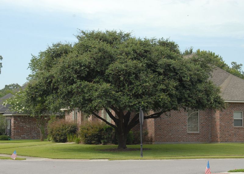 The cooling benefit depends on where the canopy lands The cooling benefit depends on where the canopy lands