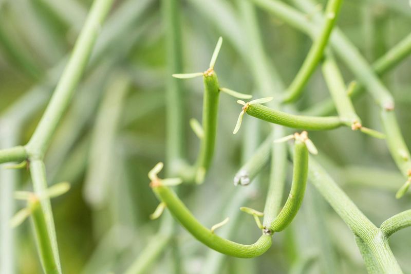 The danger starts when a stem breaks
