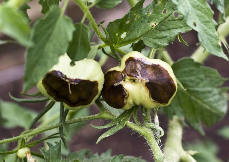 The disorder develops during early fruit formation, not necessarily in deficient soil