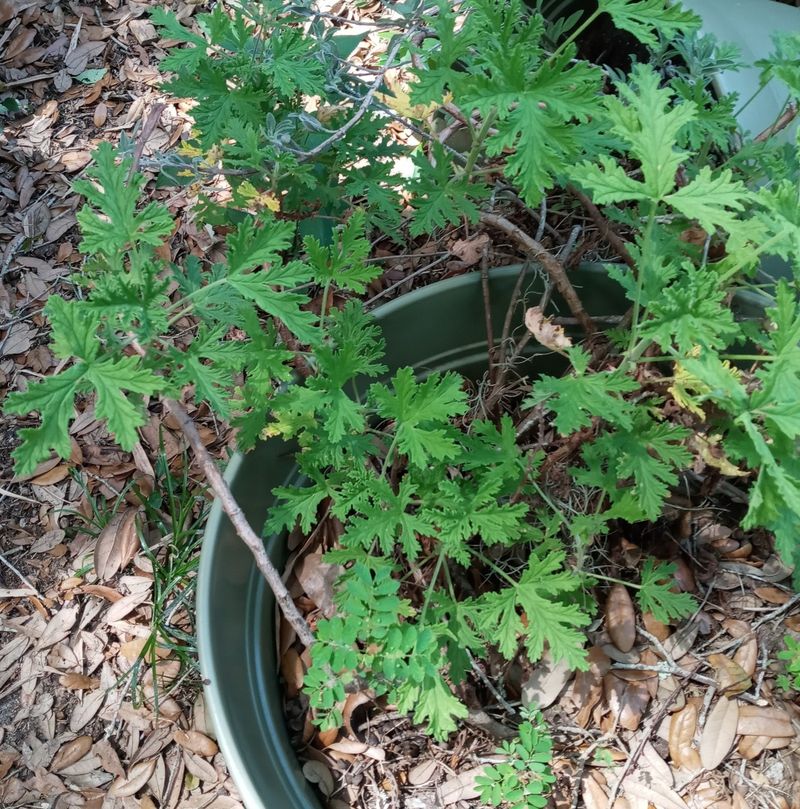 The evidence does not show that one potted plant makes a patio mosquito-free The evidence does not show that one potted plant makes a patio mosquito-free