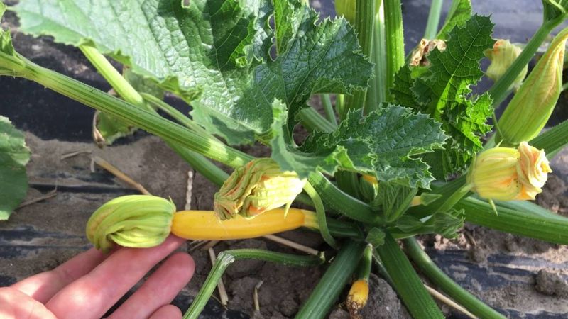 The flower matters, but it is not the whole diagnosis