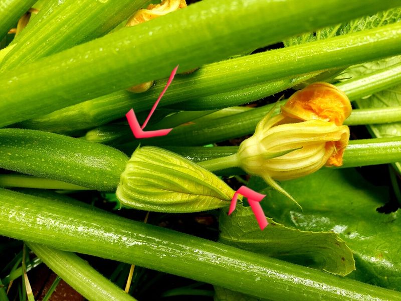 The flowers show where production stops