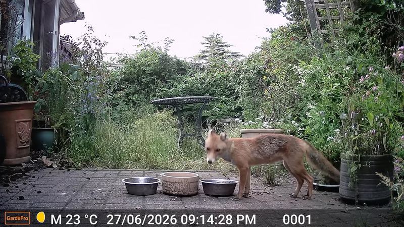 The fox is probably using your yard as a route or resource