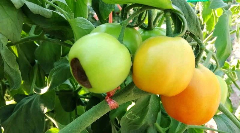 The fruit shows the symptom, not necessarily the source