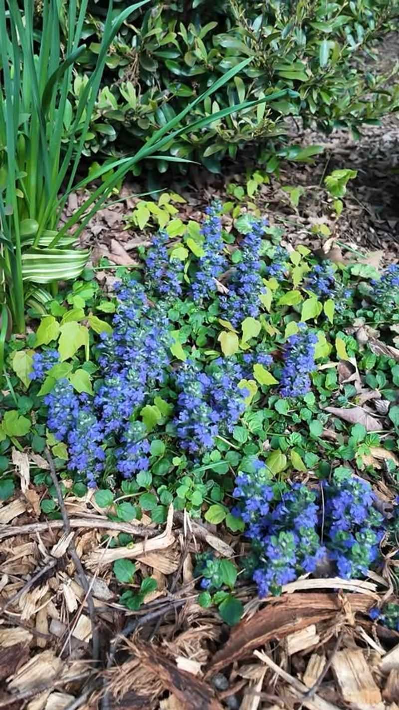The groundcover behind the recurring weed problem is bugleweed