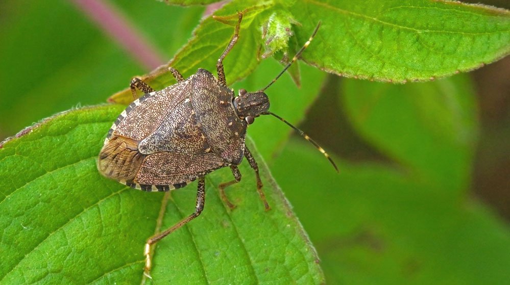 The insect’s identity changes the meaning The insect’s identity changes the meaning