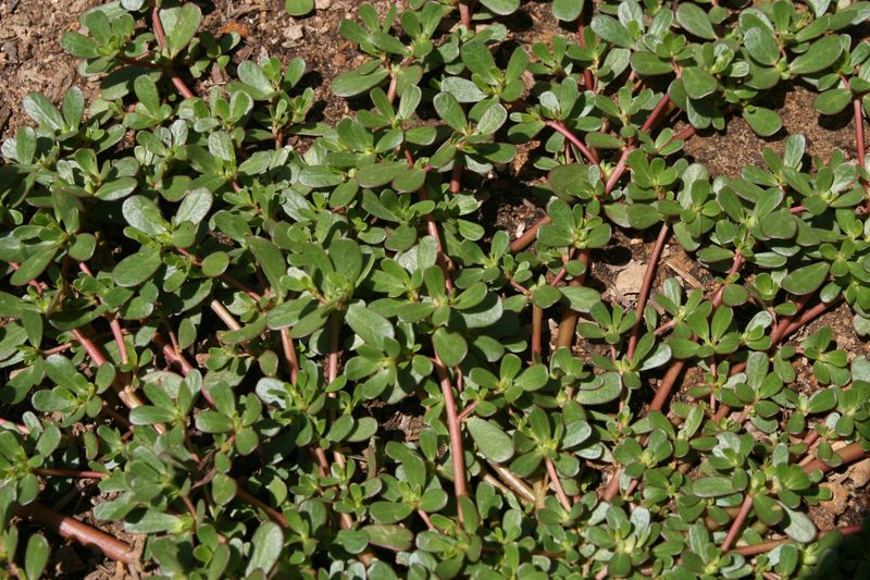 The low weed beside the tomatoes may be common purslane