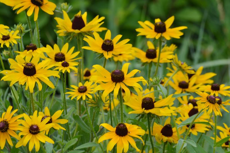 The mystery plant is most likely black-eyed Susan