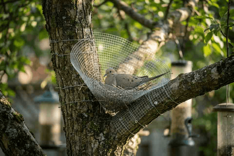 The nest is a small vote for one useful part of your yard