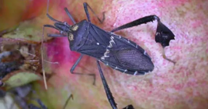 The “new pest” headline needs a correction