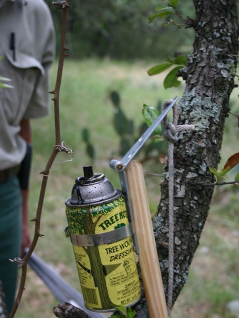 Prevent wounds during the Texas oak-wilt risk window