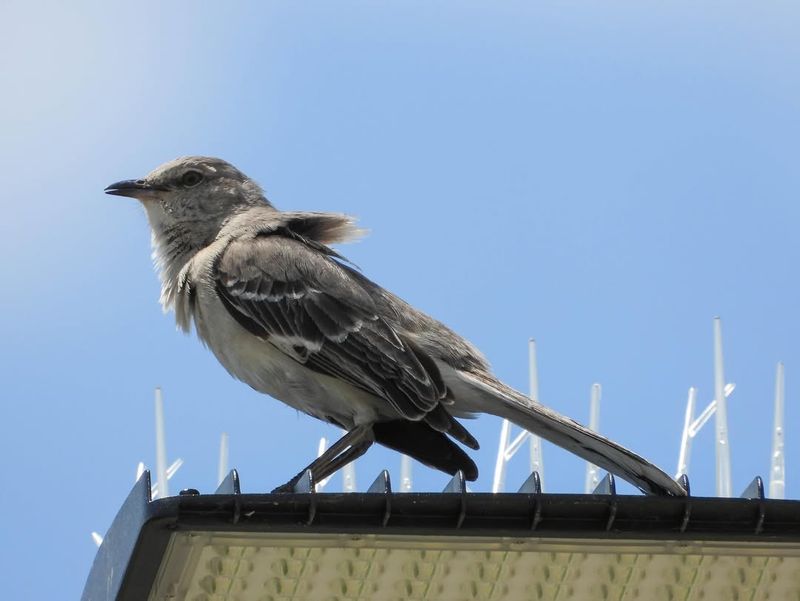 The perch’s height and exposure may make it useful