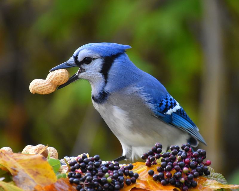 The place where the jay lands reveals its most likely reason The place where the jay lands reveals its most likely reason