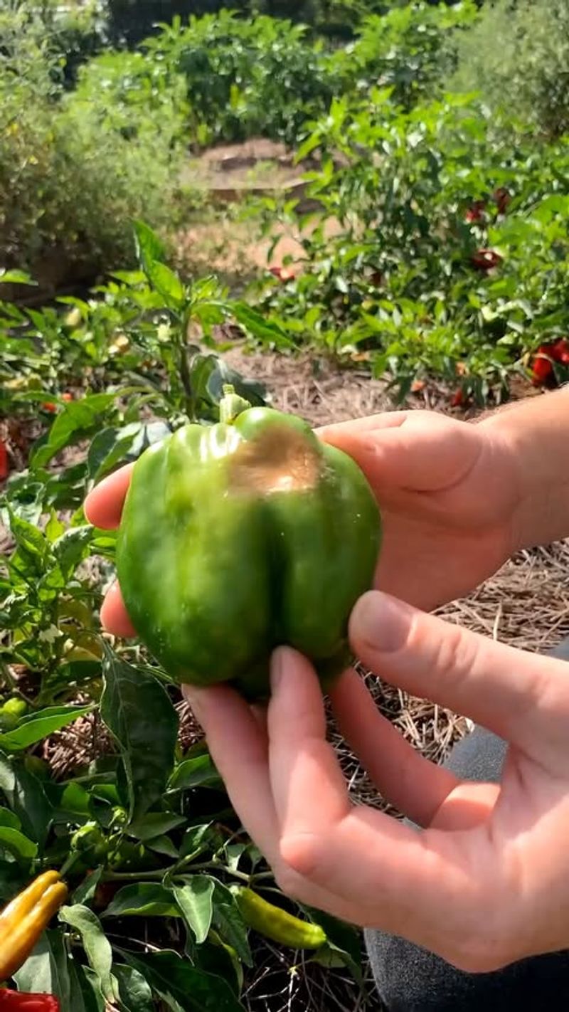 The plant’s symptoms reveal which problem you have The plant’s symptoms reveal which problem you have