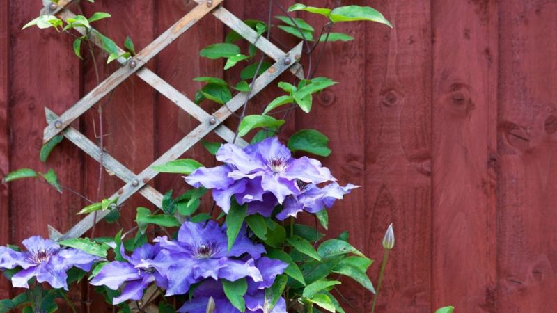 The pruning group helps determine when and where flowers form