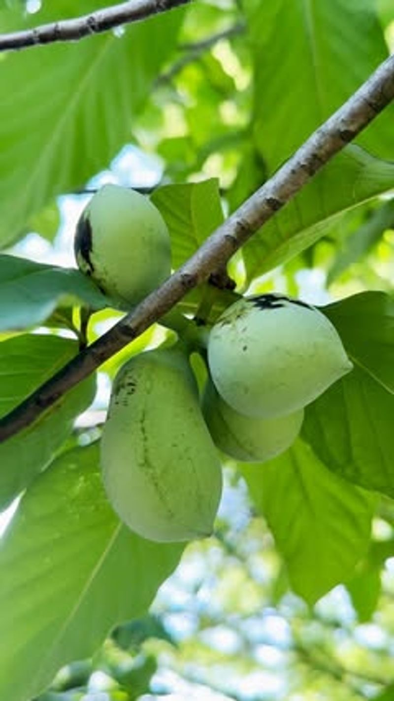 The right native fruit tree fits the yard The right native fruit tree fits the yard