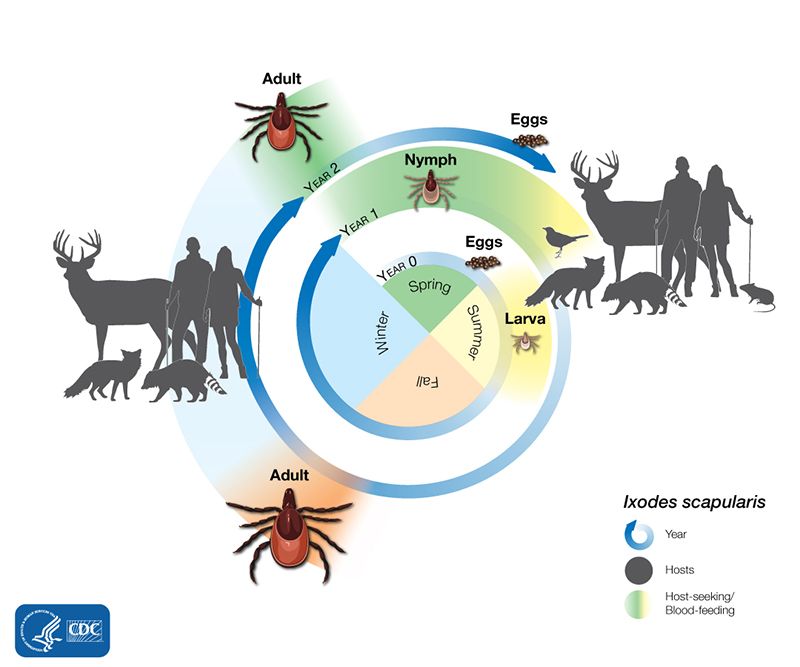 The rodent-to-tick connection has several missing steps