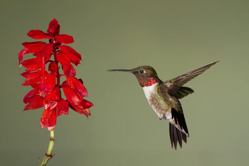 Why hummingbirds may make the stop