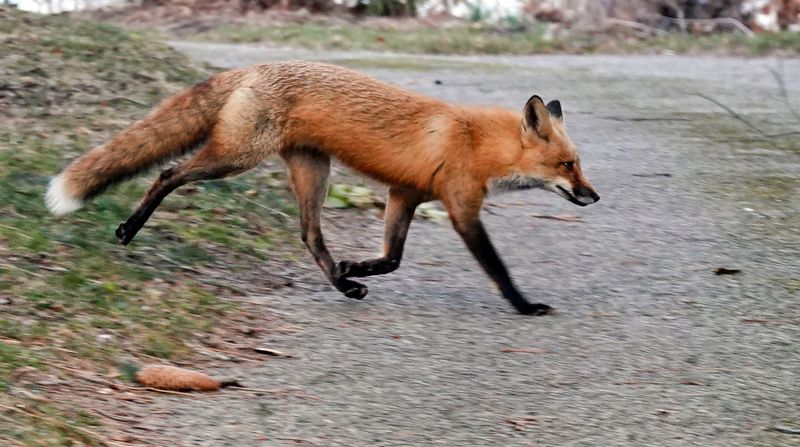 The sighting does not promise rodent control or fewer ticks