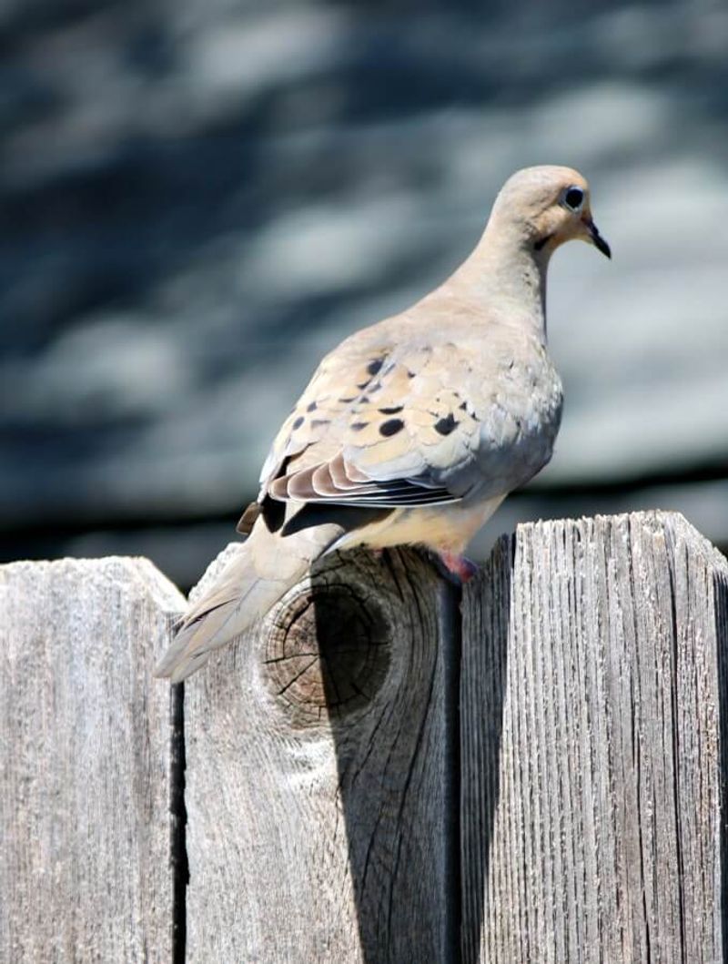 Texas timing changes the clues around a calling dove