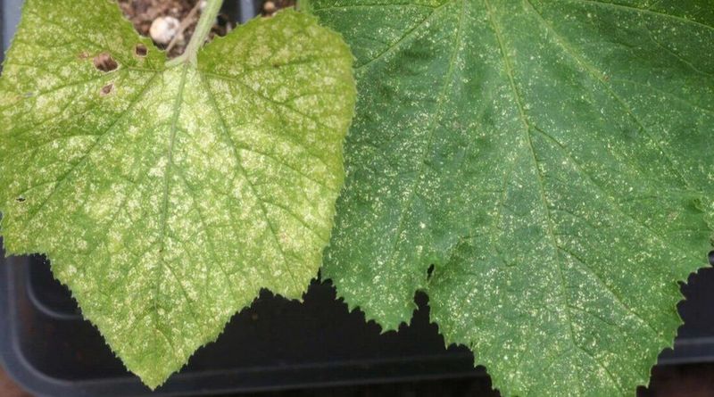 The stippling pattern points to spider mites