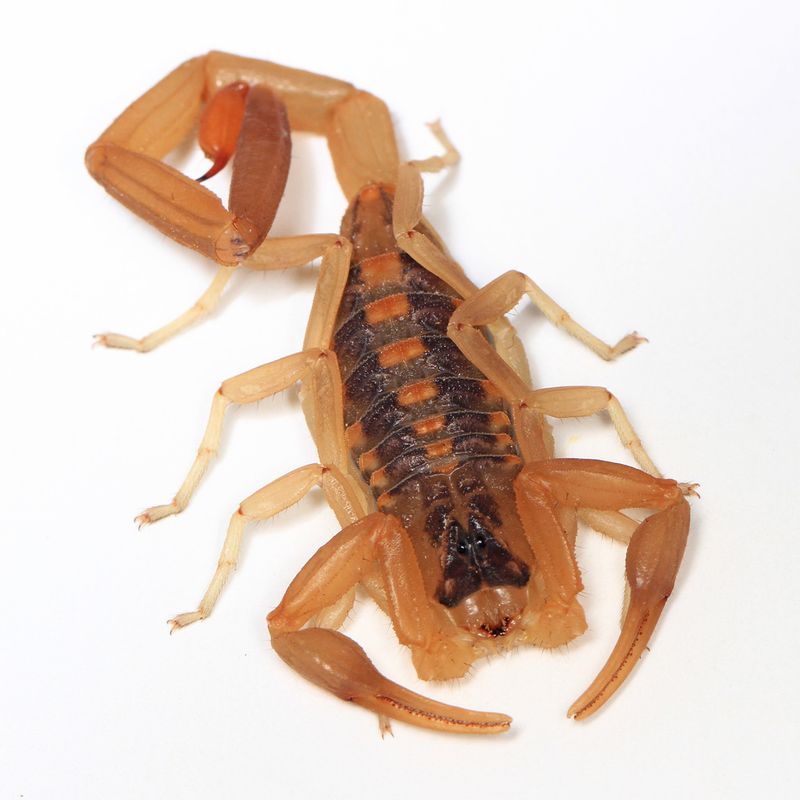 The striped bark scorpion is widespread, but Texas species vary by region