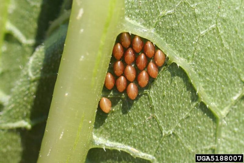 The telltale eggs hide beneath the leaves The telltale eggs hide beneath the leaves
