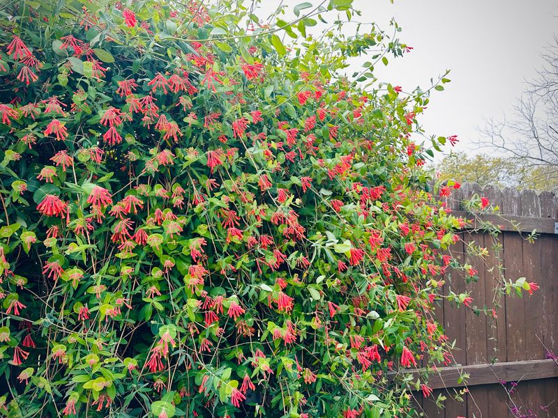 The vine covers a fence by twining through a support