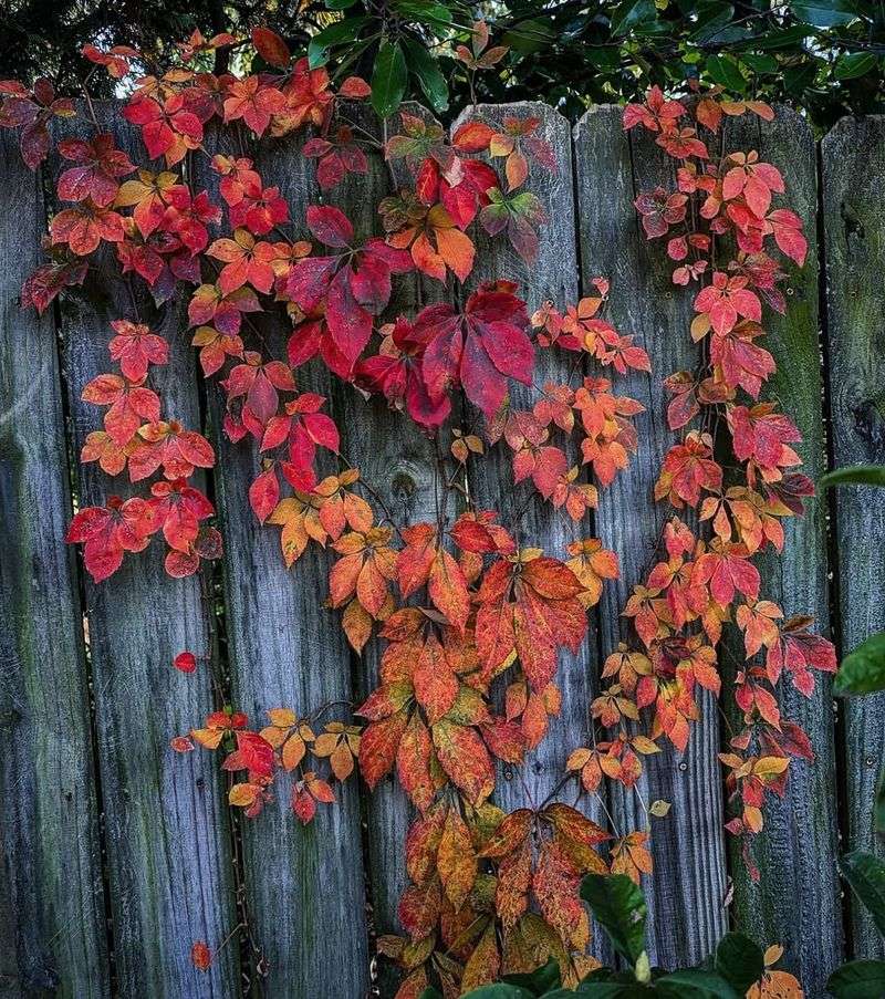 The vine fits all three North Carolina regions