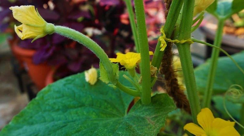 The vine may be following its normal flowering sequence