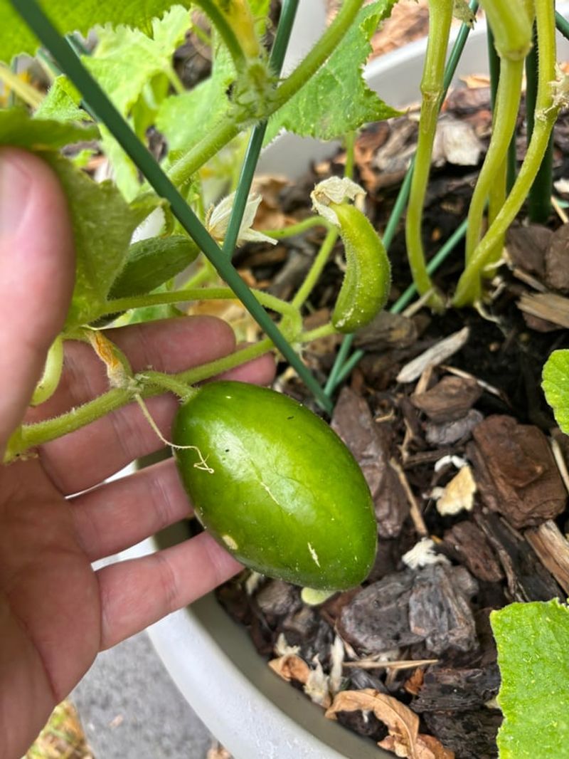 The watering problem is uneven moisture, not a magic schedule