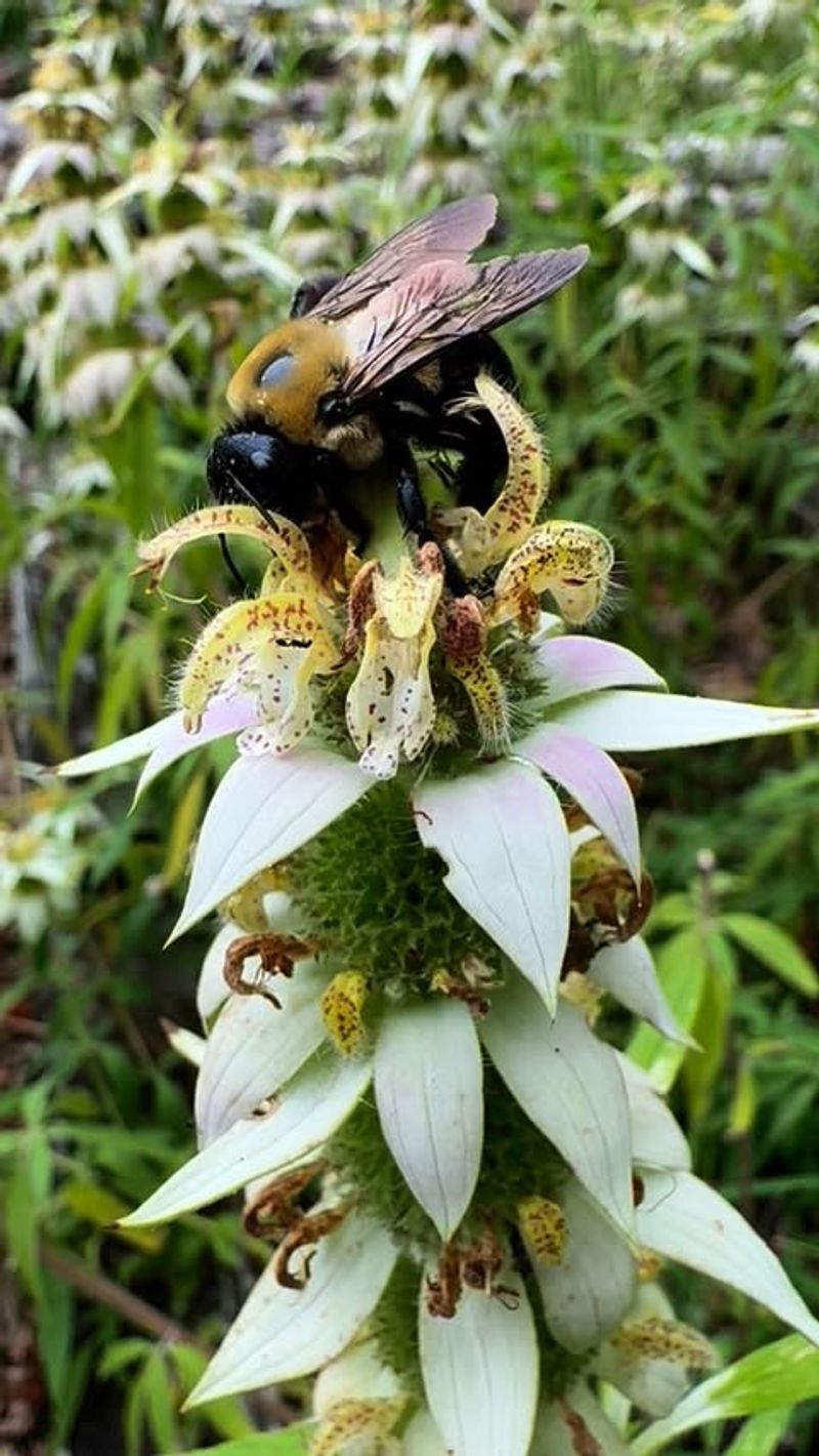 The wildlife payoff goes beyond an unusual flower display The wildlife payoff goes beyond an unusual flower display