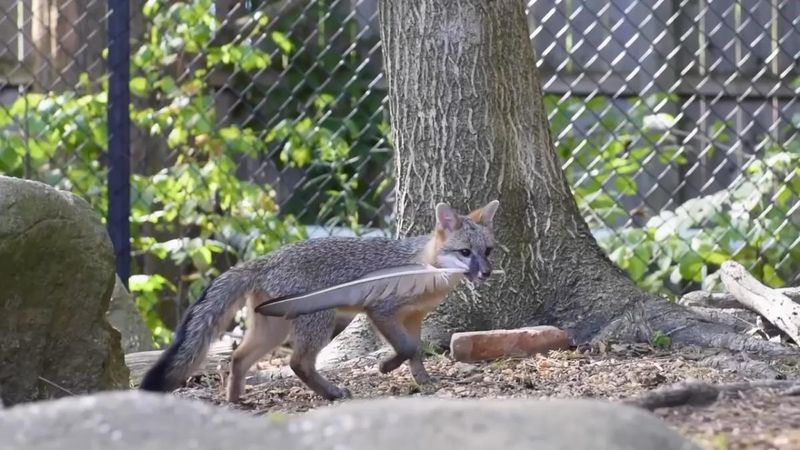 The yard may sit along a larger wildlife route