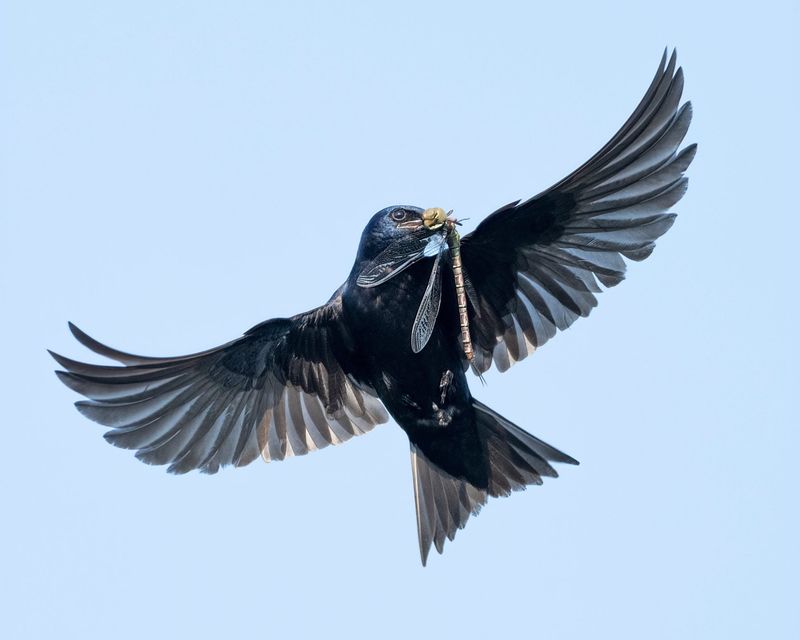 Their Diet Includes Many Flying Insects Their Diet Includes Many Flying Insects