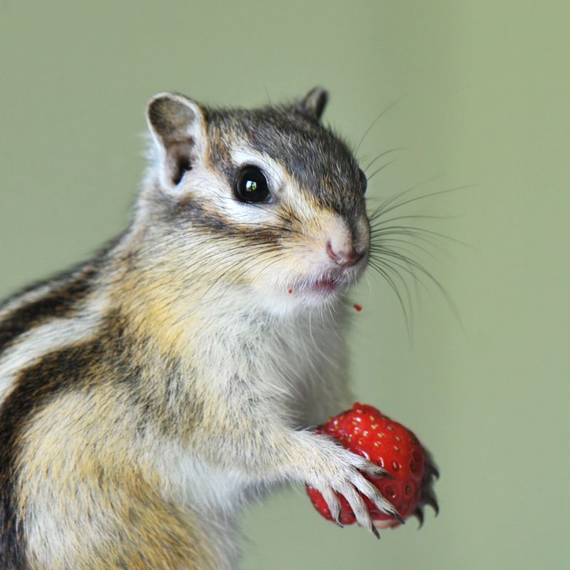Their broad diet creates modest benefits and real trade-offs Their broad diet creates modest benefits and real trade-offs