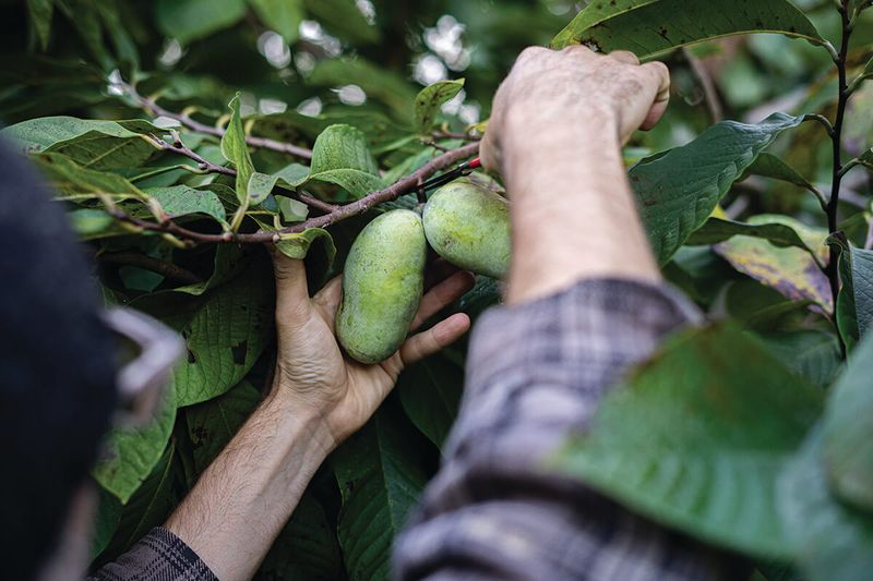 Their fruit requires different harvest expectations Their fruit requires different harvest expectations