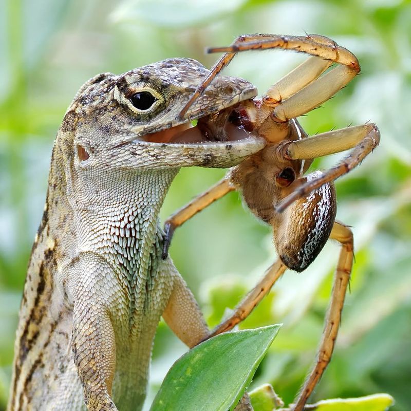 Their insect-eating effect is real, but limited and difficult to measure