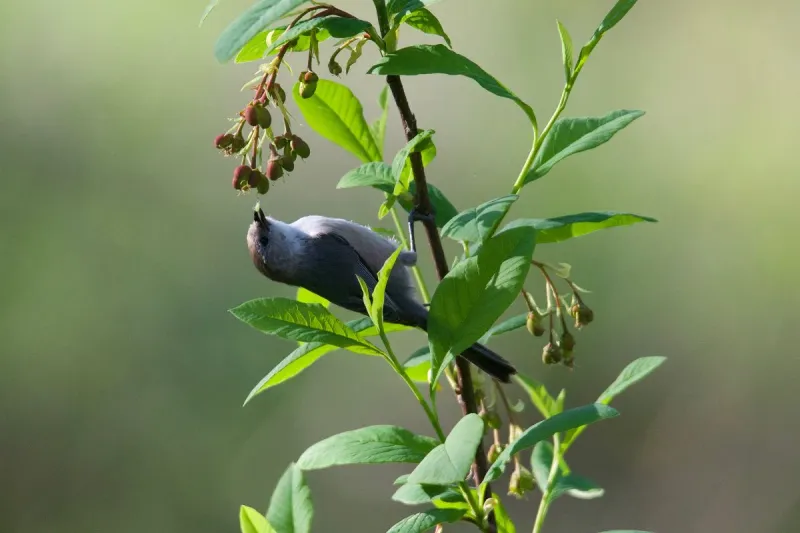 Their insect-heavy diet may help, but it is not guaranteed aphid control