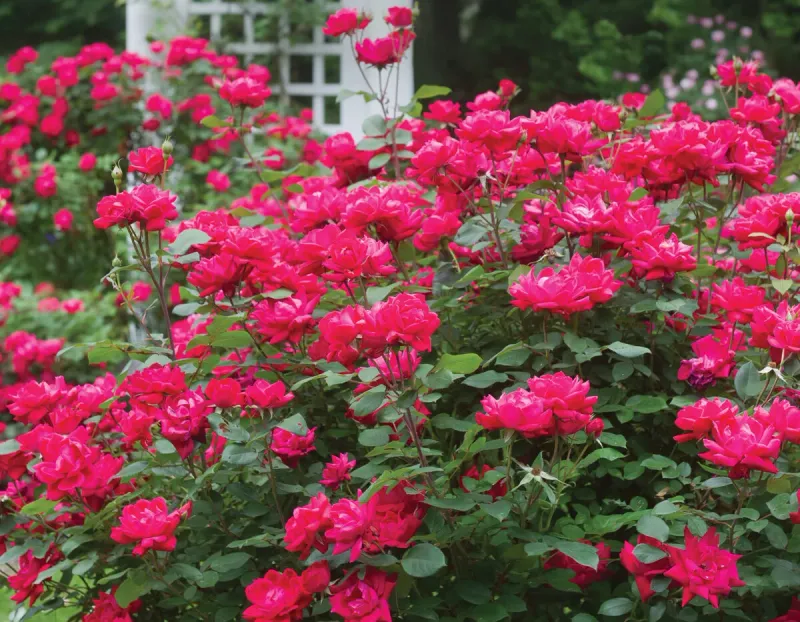 Knock Out Rose
