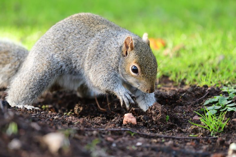 Free Pest Control You Never Asked For